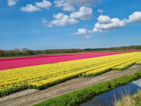 Het Bloemenwagentje
