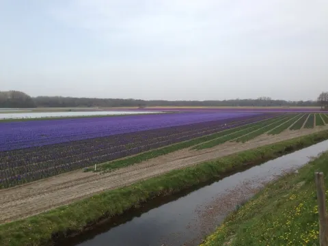 Het Bloemenwagentje