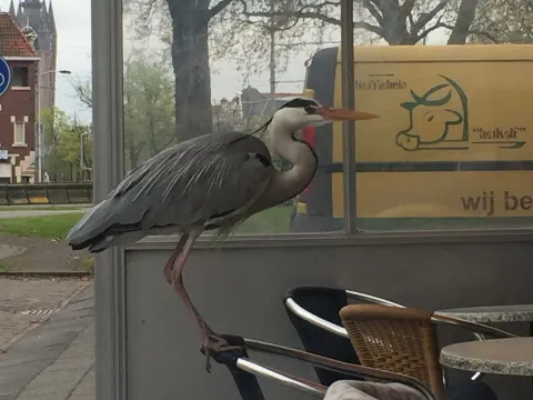 Koffiehuis Het Kalf