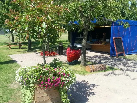 Daalder Groente & Fruit