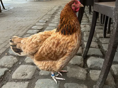 Foto 2 van Boscafé 't Hijgend Hert