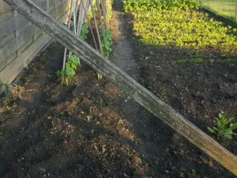 Groentetuin