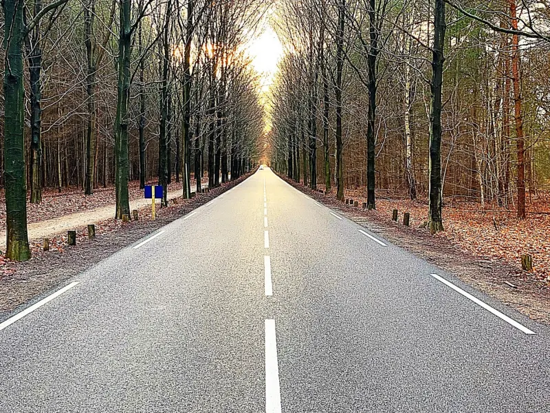 Foto 1 van Het Vuursche Bos