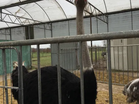 struisvogelfarm Van De Staak