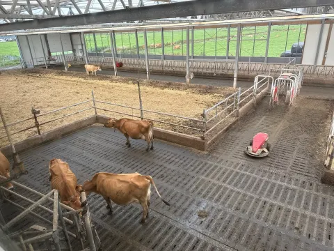 Foto 4 van Kaasboerderij Henri Willig