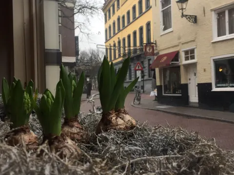 Lodewieck