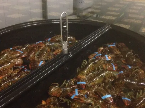 Foto 2 van Viviers le Petit Pêcheur