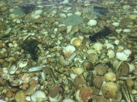 Viviers le Petit Pêcheur