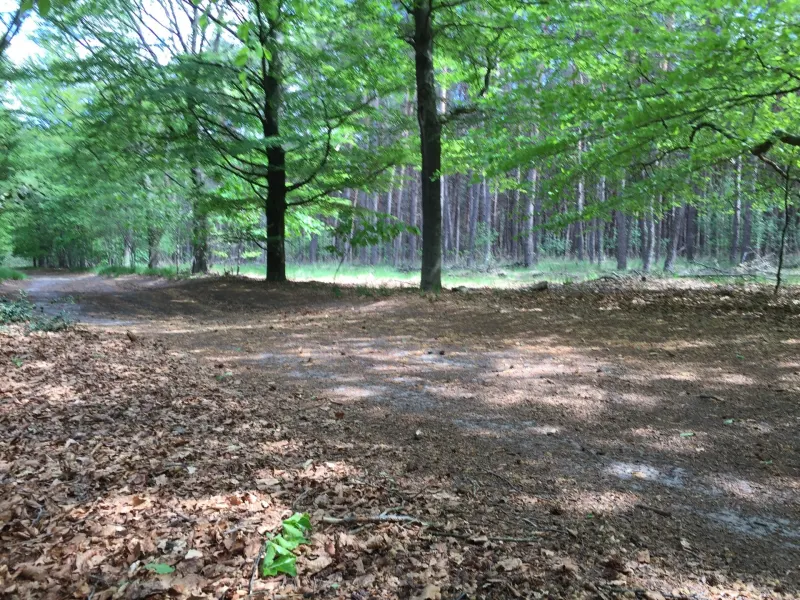 Foto 1 van Helvoirtse Heide