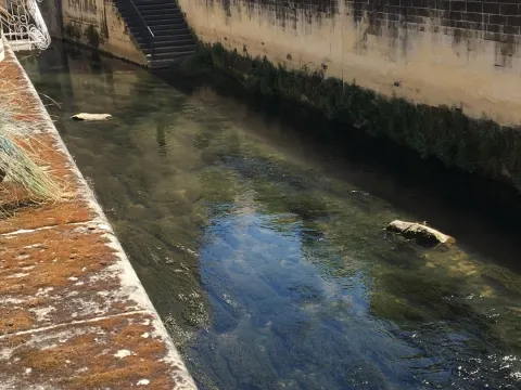 Leeuw aan de Brug