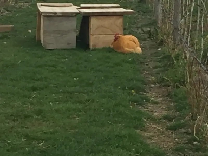 Foto 1 van De Buurtwinkel