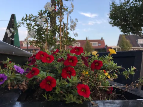 Grand Café Cheers