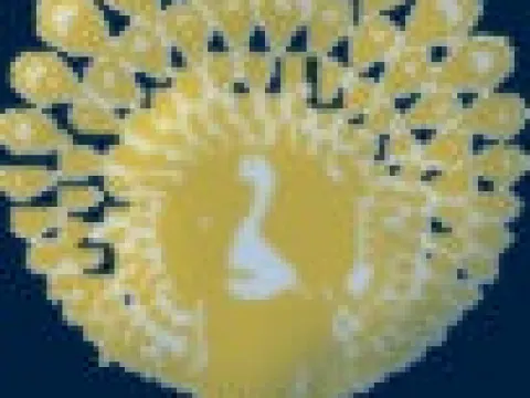 Golden Peacock