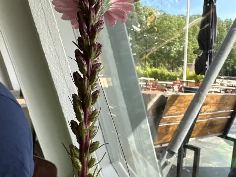 Grandcafé De Bosbaan