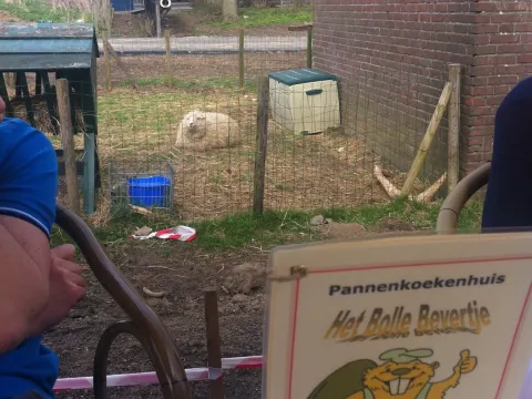 Het Bolle Bevertje