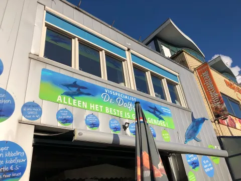 Dolfijn