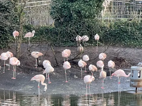 De Flamingo Serre