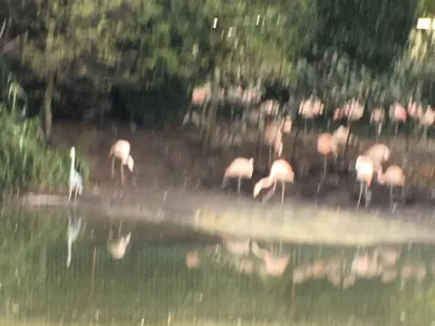 Foto 3 van De Flamingo Serre