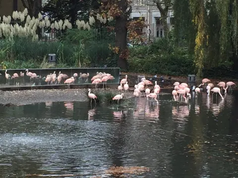 Foto 4 van De Flamingo Serre