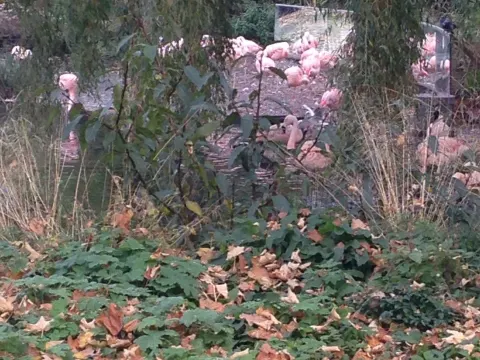 Foto 5 van De Flamingo Serre