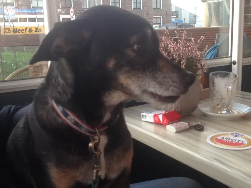 Foto 1 van Bollie Blooper