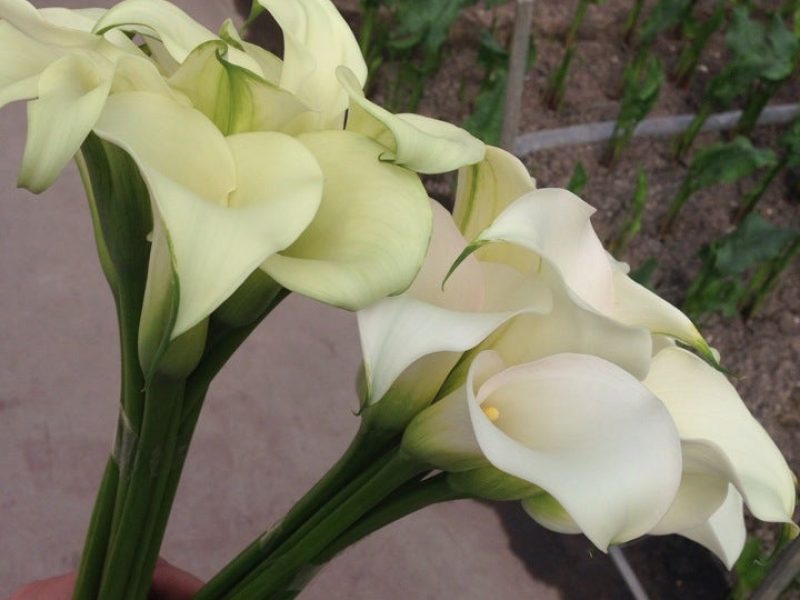 Callas