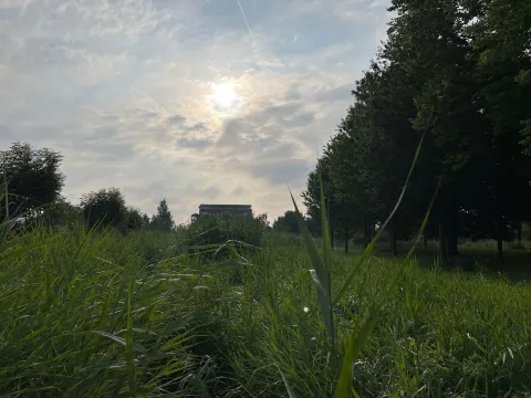 De Soete Suikerbol