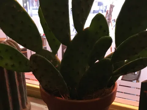 Restaurant Tortillas
