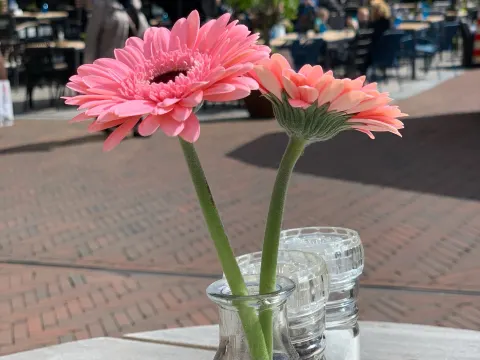 Koeien en Kaas