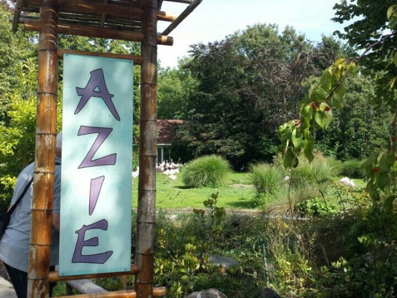 azie