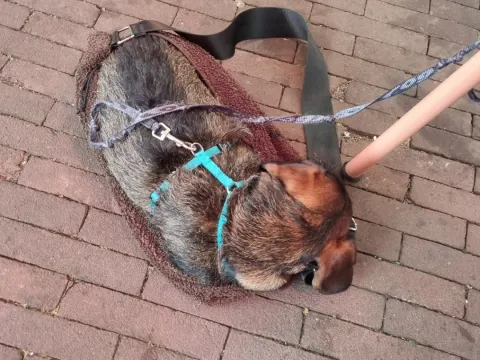 Foto 2 van Polly Goudvisch