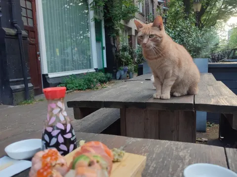Sushi Fanatics