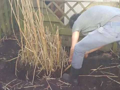 Bamboo