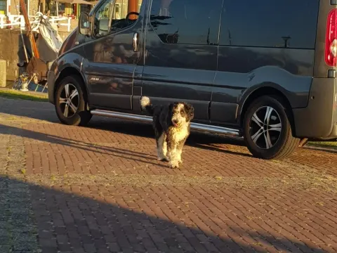 Foto 3 van 't Havenhoofd