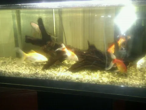 Fat Kee