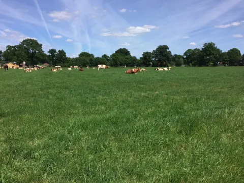 Foto 2 van 't Maatveld