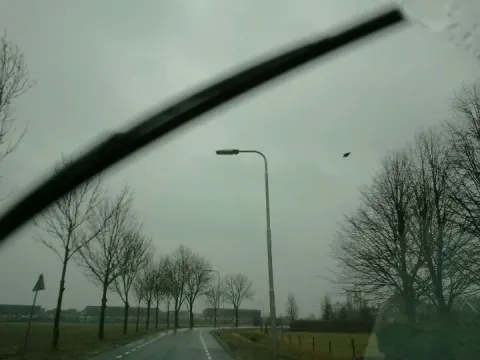 Den Buizerdadelaarhavikmusje